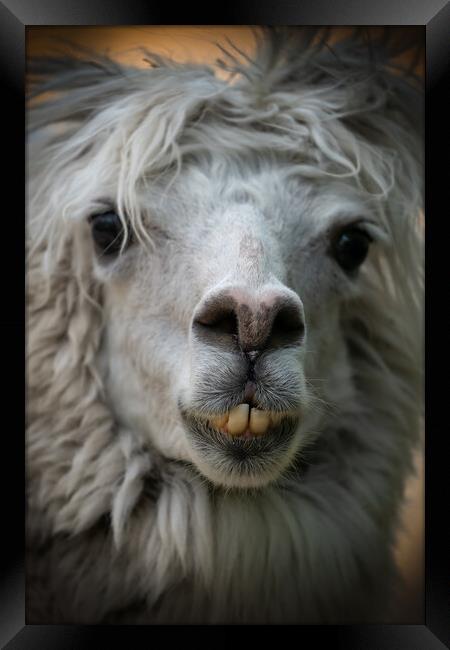Alpaca Lama Pacos Snout Portrait Framed Print by Artur Bogacki