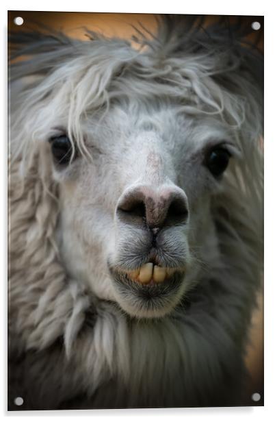 Alpaca Lama Pacos Snout Portrait Acrylic by Artur Bogacki