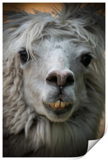 Alpaca Lama Pacos Snout Portrait Print by Artur Bogacki