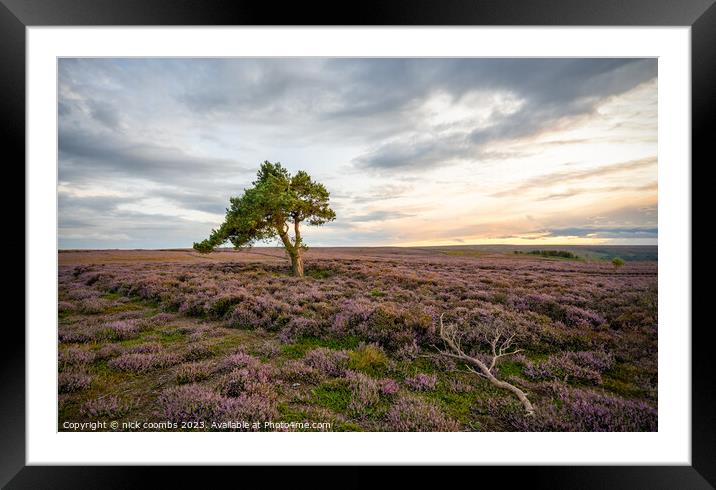 Lone Tree York Moors Framed Mounted Print by nick coombs
