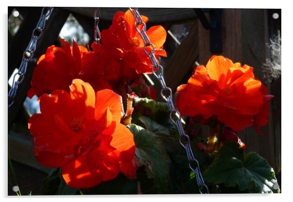 Blooming Elegance: Tabletop Botanical Display Acrylic by Peter Hodgson