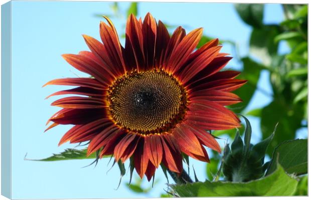 Plant flower Canvas Print by Peter Hodgson