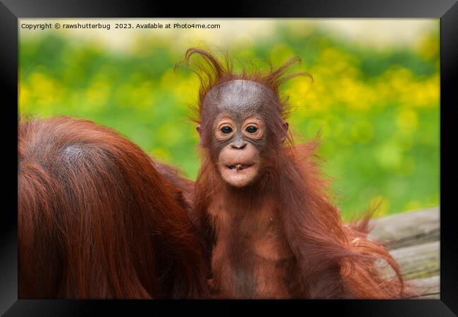 Quirky Charm of an Orangutan Baby Framed Print by rawshutterbug 