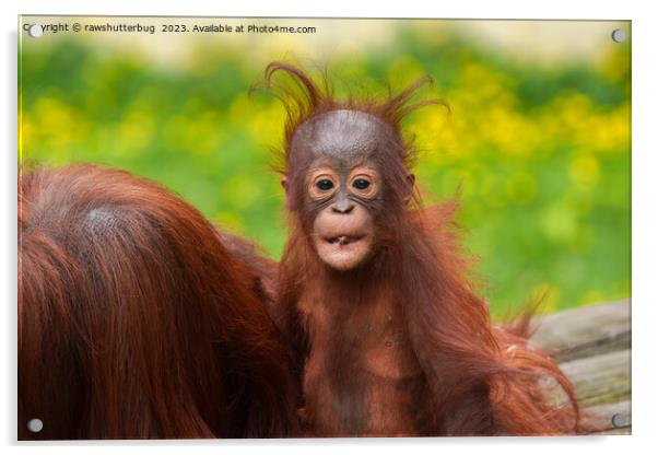 Quirky Charm of an Orangutan Baby Acrylic by rawshutterbug 