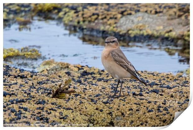 Whinchat: Europe's Elusive Migratory Bird Print by Tom McPherson