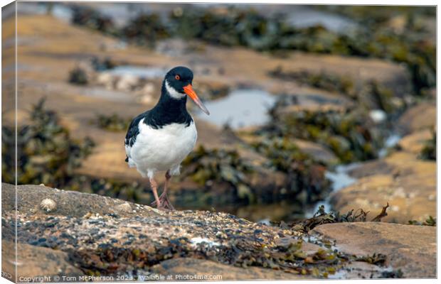 Oystercatcher in rock pools Canvas Print by Tom McPherson