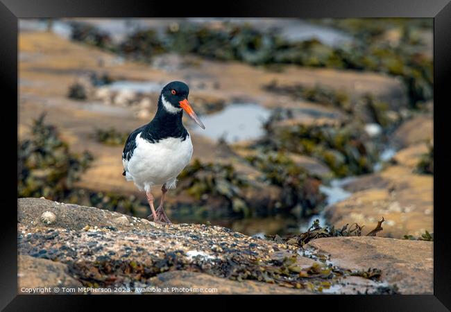 Oystercatcher in rock pools Framed Print by Tom McPherson