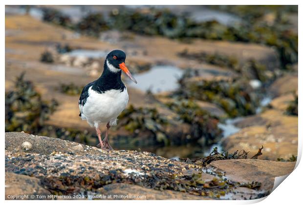 Oystercatcher in rock pools Print by Tom McPherson