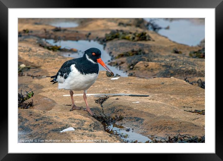 Intriguing Dance of the Seashore Oystercatchers Framed Mounted Print by Tom McPherson