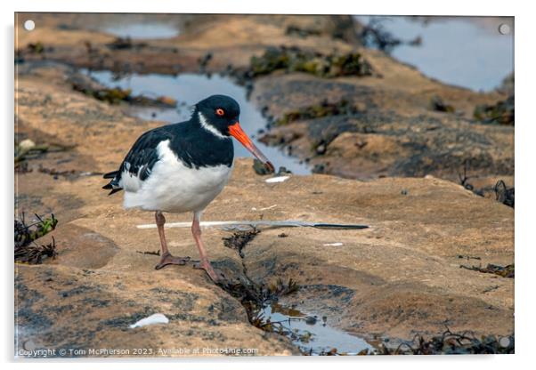 Intriguing Dance of the Seashore Oystercatchers Acrylic by Tom McPherson