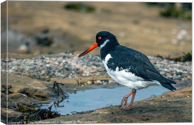 Coastal Foragers: The Oystercatchers Canvas Print by Tom McPherson