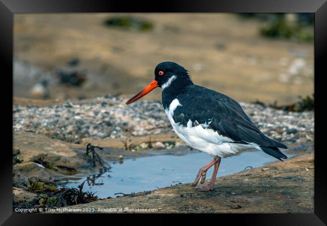 Coastal Foragers: The Oystercatchers Framed Print by Tom McPherson