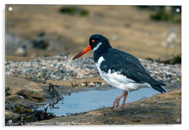 Coastal Foragers: The Oystercatchers Acrylic by Tom McPherson