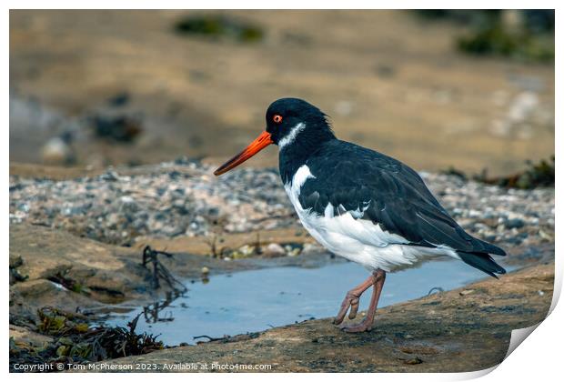 Coastal Foragers: The Oystercatchers Print by Tom McPherson