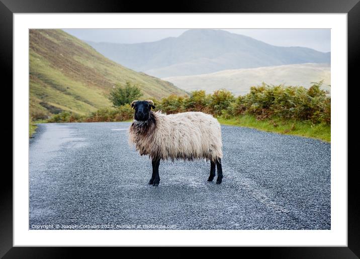 Blackface Irish Mountain Sheep, next to a road. Framed Mounted Print by Joaquin Corbalan