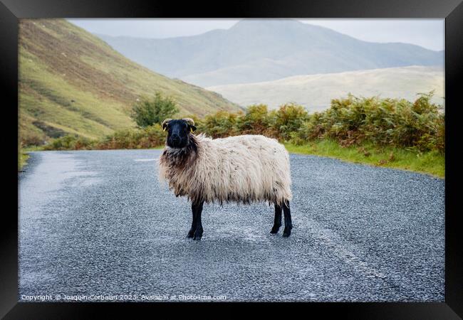 Blackface Irish Mountain Sheep, next to a road. Framed Print by Joaquin Corbalan