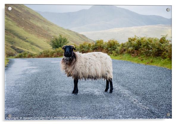 Blackface Irish Mountain Sheep, next to a road. Acrylic by Joaquin Corbalan