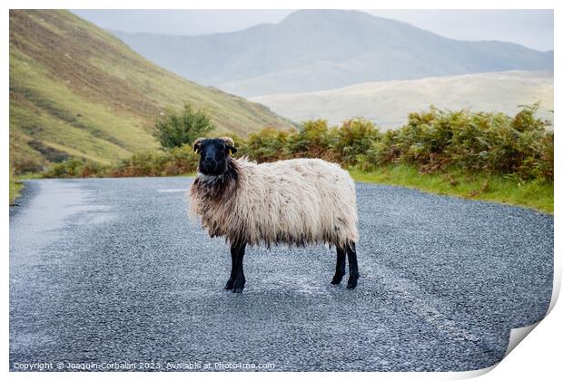 Blackface Irish Mountain Sheep, next to a road. Print by Joaquin Corbalan