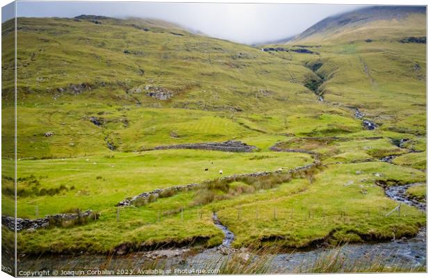 Irish mountain sheep graze on the wet green hills. Canvas Print by Joaquin Corbalan