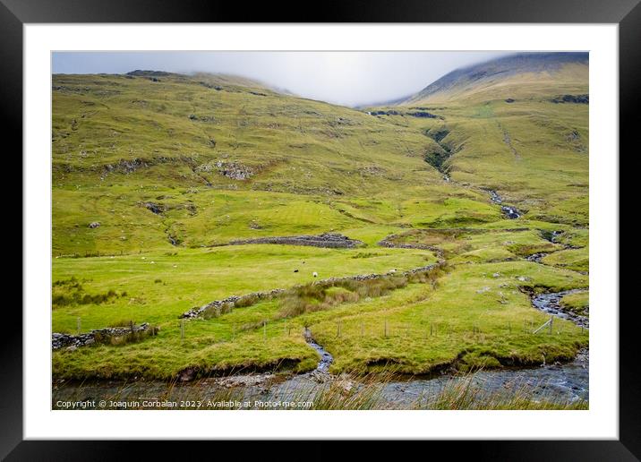 Irish mountain sheep graze on the wet green hills. Framed Mounted Print by Joaquin Corbalan