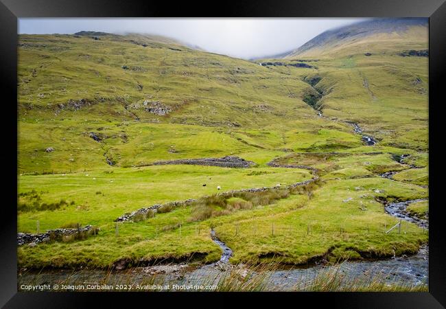 Irish mountain sheep graze on the wet green hills. Framed Print by Joaquin Corbalan