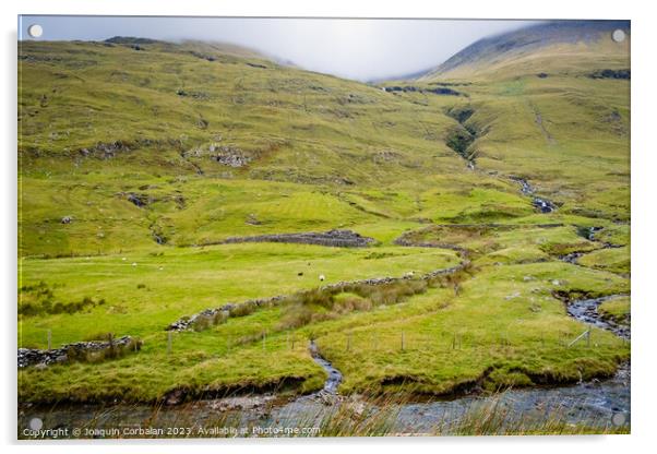 Irish mountain sheep graze on the wet green hills. Acrylic by Joaquin Corbalan