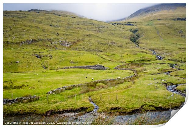 Irish mountain sheep graze on the wet green hills. Print by Joaquin Corbalan