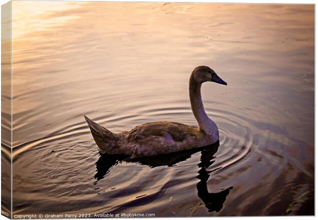 Serenity Embodied: Swan's Lake Soiree Canvas Print by Graham Parry