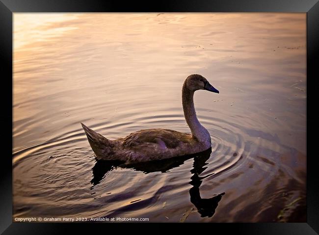 Serenity Embodied: Swan's Lake Soiree Framed Print by Graham Parry