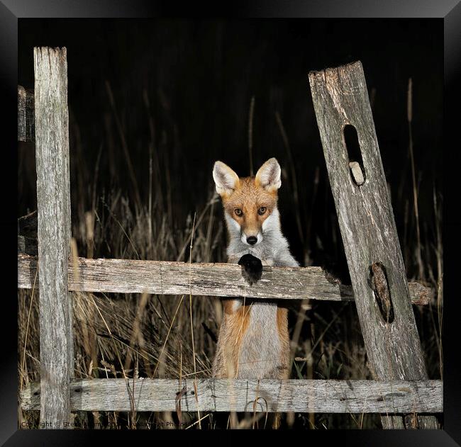 A curious fox Framed Print by Steve Adams