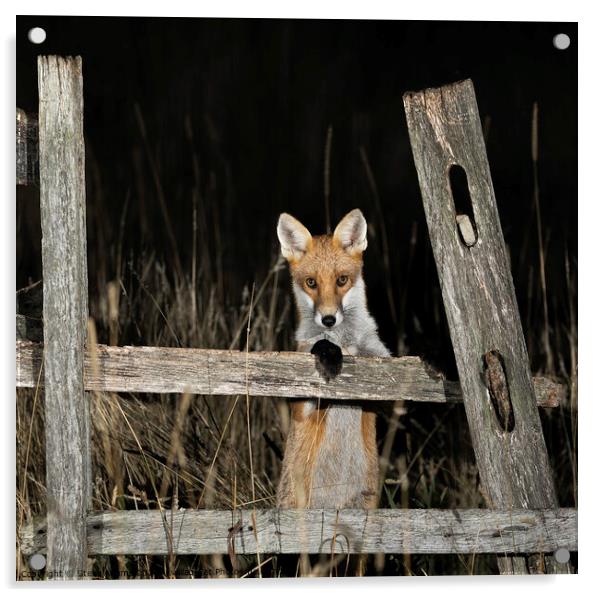 A curious fox Acrylic by Steve Adams