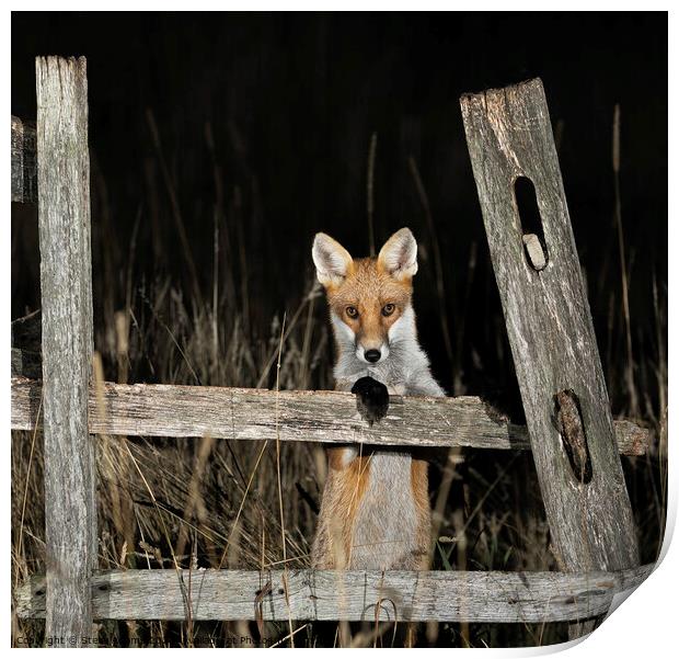 A curious fox Print by Steve Adams