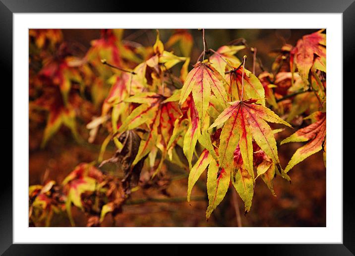 Autumn Maple Leaves at Westonbirt Framed Mounted Print by Paul Macro