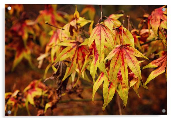 Autumn Maple Leaves at Westonbirt Acrylic by Paul Macro