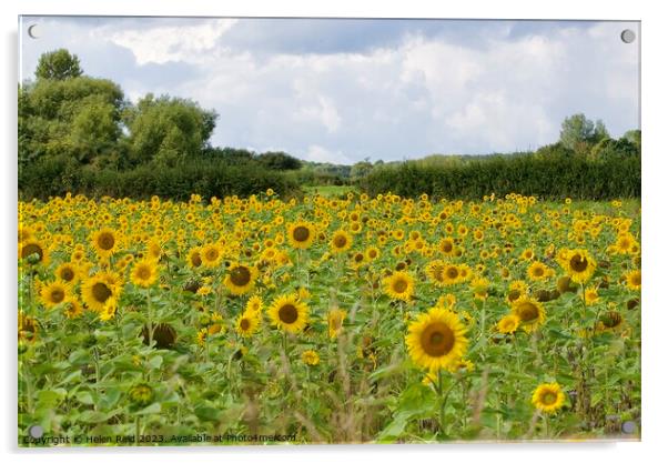 Field of sunflowers Acrylic by Helen Reid