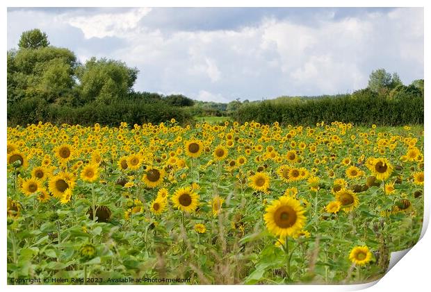 Field of sunflowers Print by Helen Reid