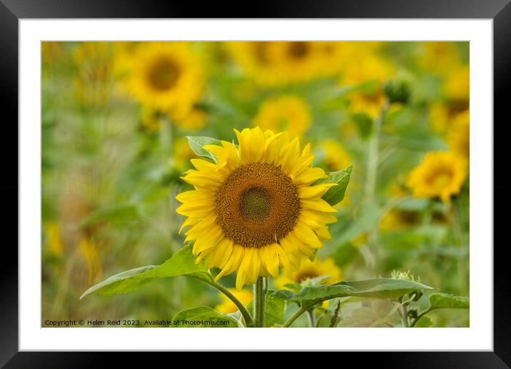 Sunflower Plant Framed Mounted Print by Helen Reid