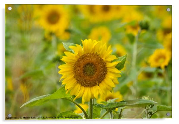 Sunflower Plant Acrylic by Helen Reid