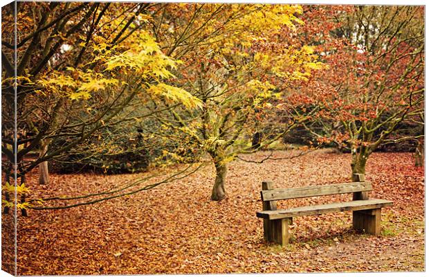 Bench in Autumn at Westonbirt Canvas Print by Paul Macro