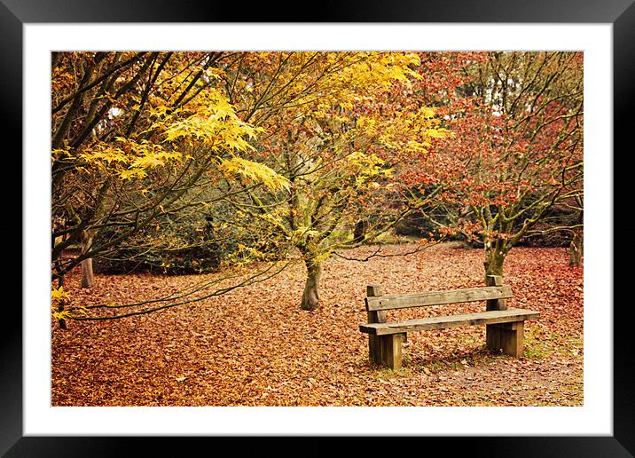 Bench in Autumn at Westonbirt Framed Mounted Print by Paul Macro