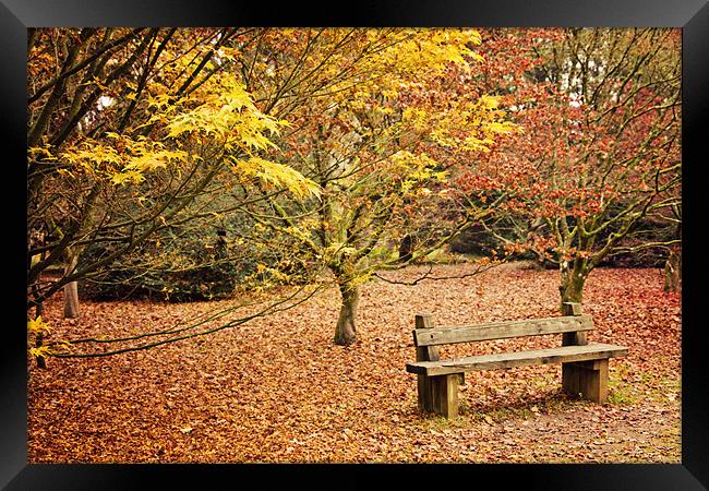 Bench in Autumn at Westonbirt Framed Print by Paul Macro