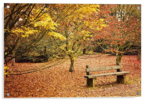Bench in Autumn at Westonbirt Acrylic by Paul Macro