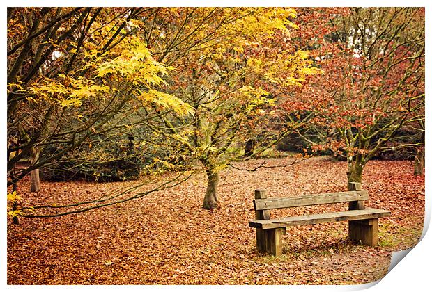 Bench in Autumn at Westonbirt Print by Paul Macro