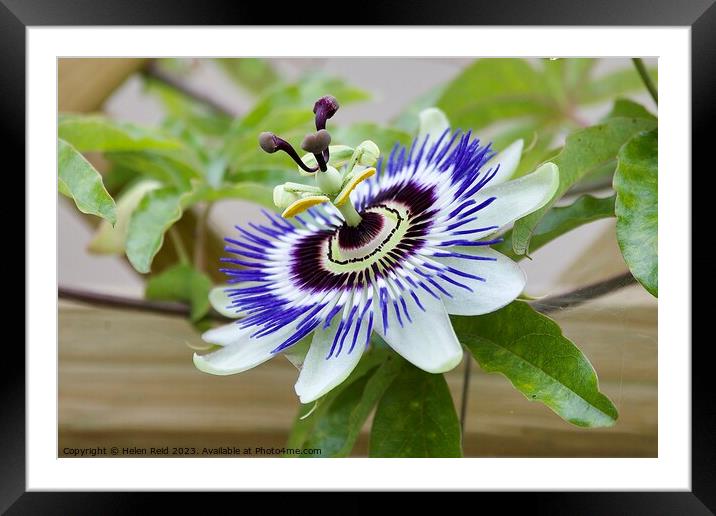 Blue crown Passion flower plant Framed Mounted Print by Helen Reid