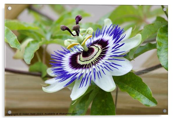 Blue crown Passion flower plant Acrylic by Helen Reid