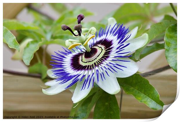 Blue crown Passion flower plant Print by Helen Reid