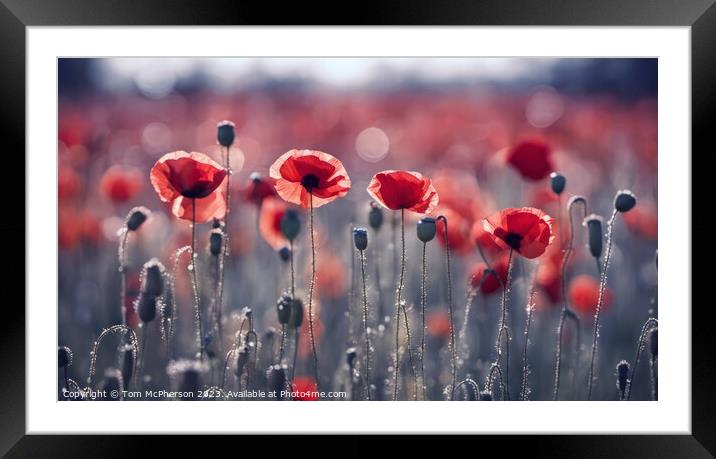 Vibrant Poppies: A Microcosm of Life Framed Mounted Print by Tom McPherson