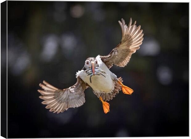 An Atlantic Puffin flying with sand eels  Canvas Print by Steve Adams