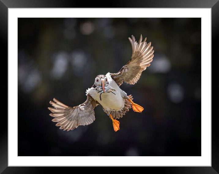 An Atlantic Puffin flying with sand eels  Framed Mounted Print by Steve Adams