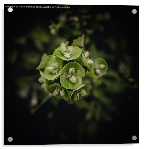 Green Petals Acrylic by Martin Newman